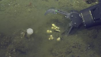 Media type: image;   Invertebrate Zoology 153141 Description: live specimen;